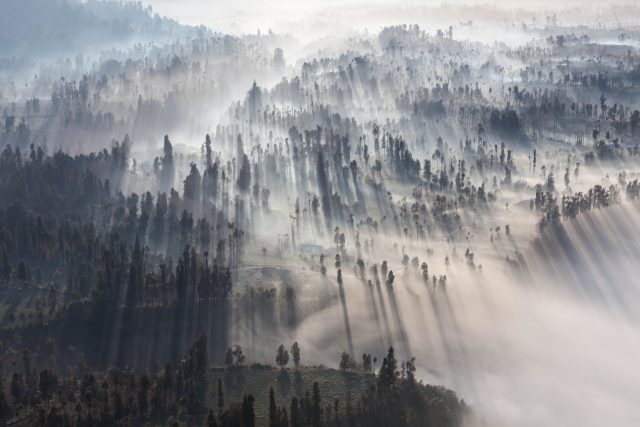Sunrise in the forest near Bromo volcano, Java island, Indonesia