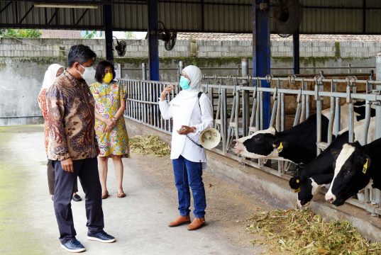 Kunjungan Putu Juli Ardika, Plt Direktur Jenderal Industri Agro Kementerian Perindustrian dengan Ida Royani, Head of Milk Procurement and Dairy Development Nestlé Indonesia, ke Rearing Farm Koperasi Sae Pujon, Malang. | IST